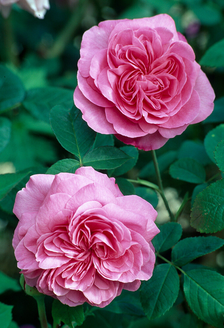 Rosa 'Gertrude Jekyll', Englische Rose, Strauchrose, öfterblühend, guter Duft