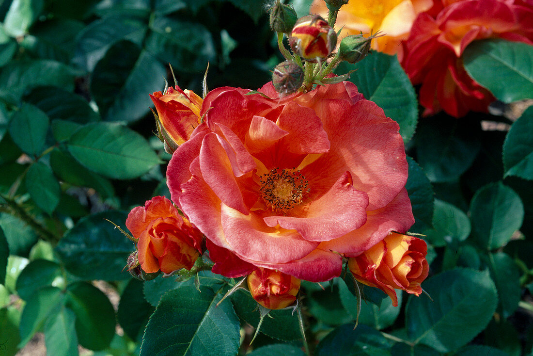 Rosa 'Bernadette Chirac' (Strauchrose), öfterblühend