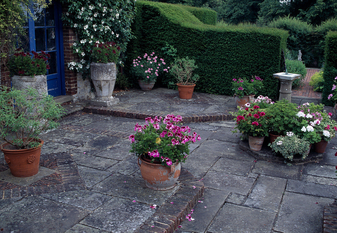 Bepflanzte Kübel auf gepflasterter Terrasse mit Platten und Klinker, Pelargonium (Geranien), Argyranthemum (Margerite), Sonnenuhr auf Säule, Durchgang zwischen Hecke