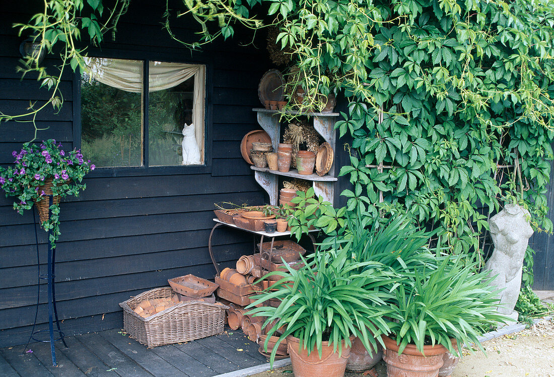 Garden house overgrown with Parthenocissus (wild vine), woman's torso, Agapanthus as a pot group, shelf with various terracotta bowls and pots