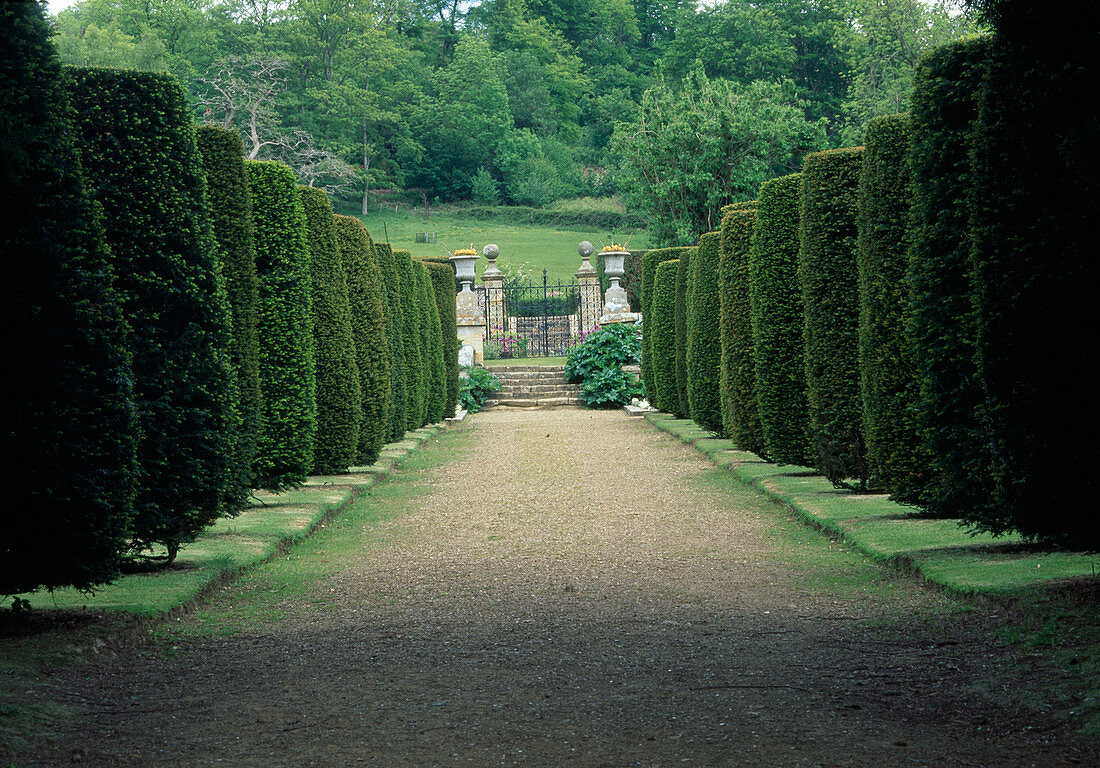 Avenue with columnar Taxus (yew) leading to stairs and iron gate with gateposts