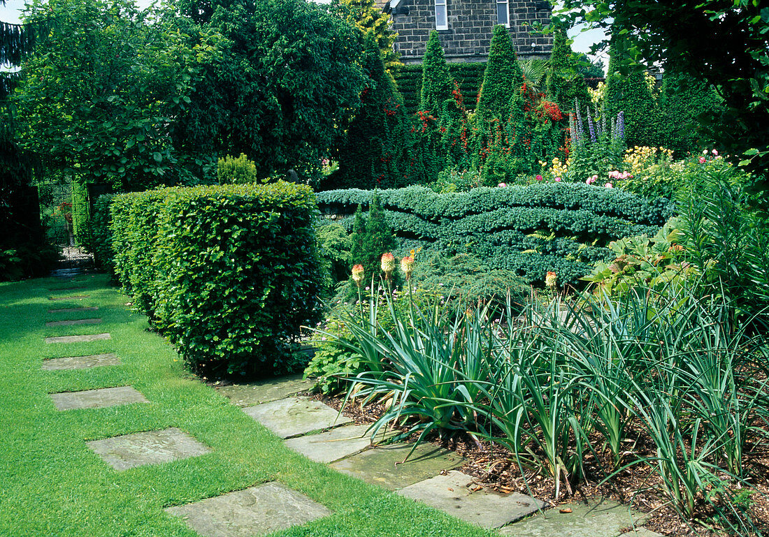 Topiary shrubs separate garden spaces - lawn with treads, Kniphofia (torch lilies), Carpinus (hornbeam), steel-blue Juniperus (juniper) - stepped cut, herbaceous border at back.
