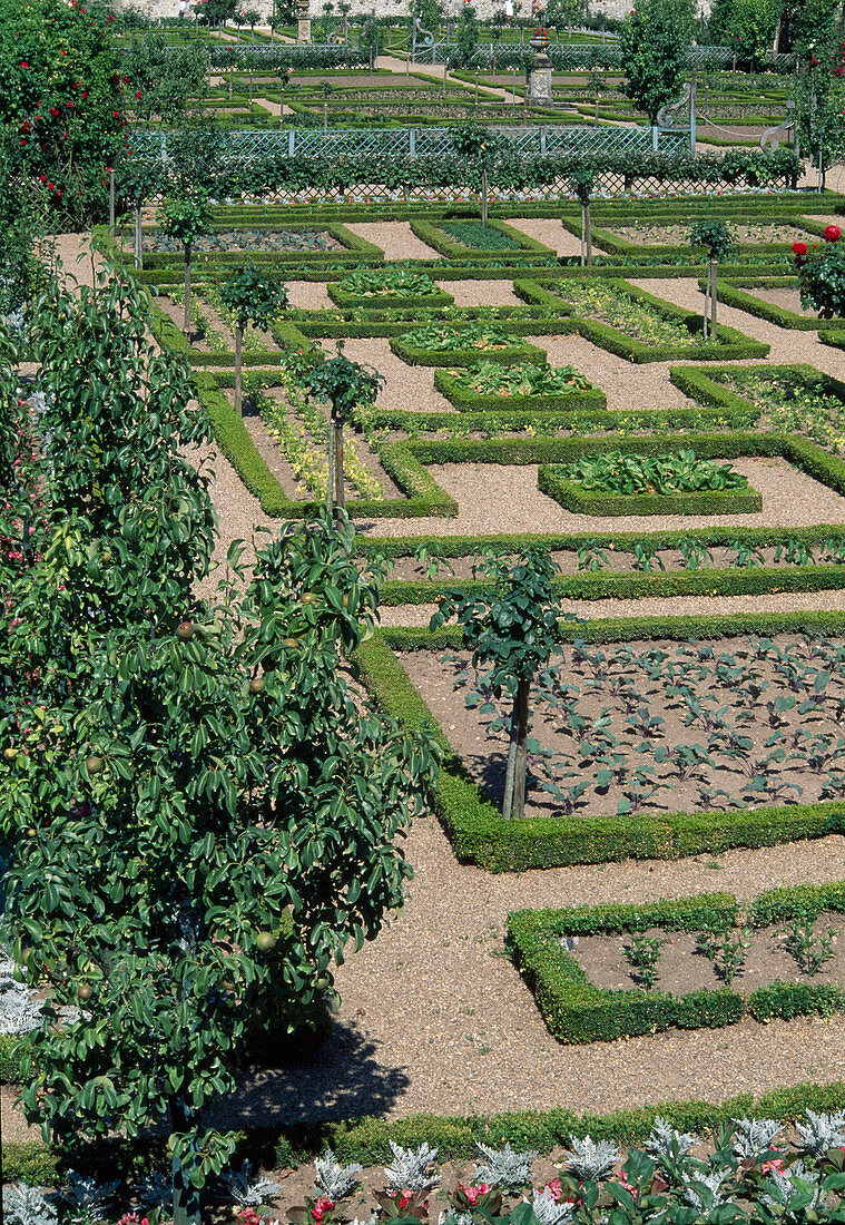 Der Schlossgarten von Villandry: Kieswege, Gemüsebeete eingefasst mit Hecken aus Buxus (Buchs), Birnbaum (Pyrus), Rosa (Rosen) Stämmchen