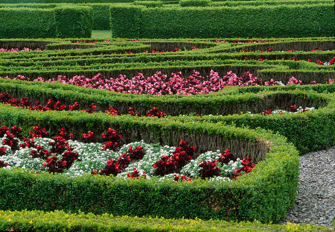 Formal garden: summer flowers in curved beds bordered with hedges of Buxus (boxwood)