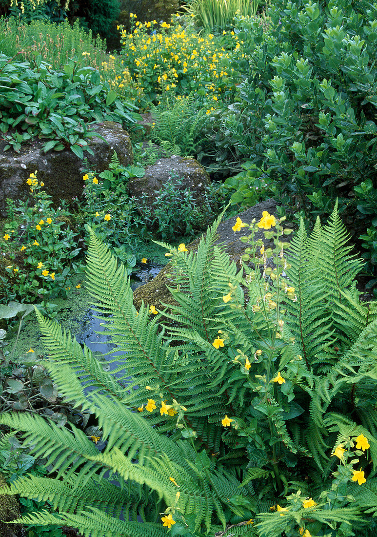 Nature garden with small pond between granite stones, Mimulus luteus (juggler's flowers) and ferns