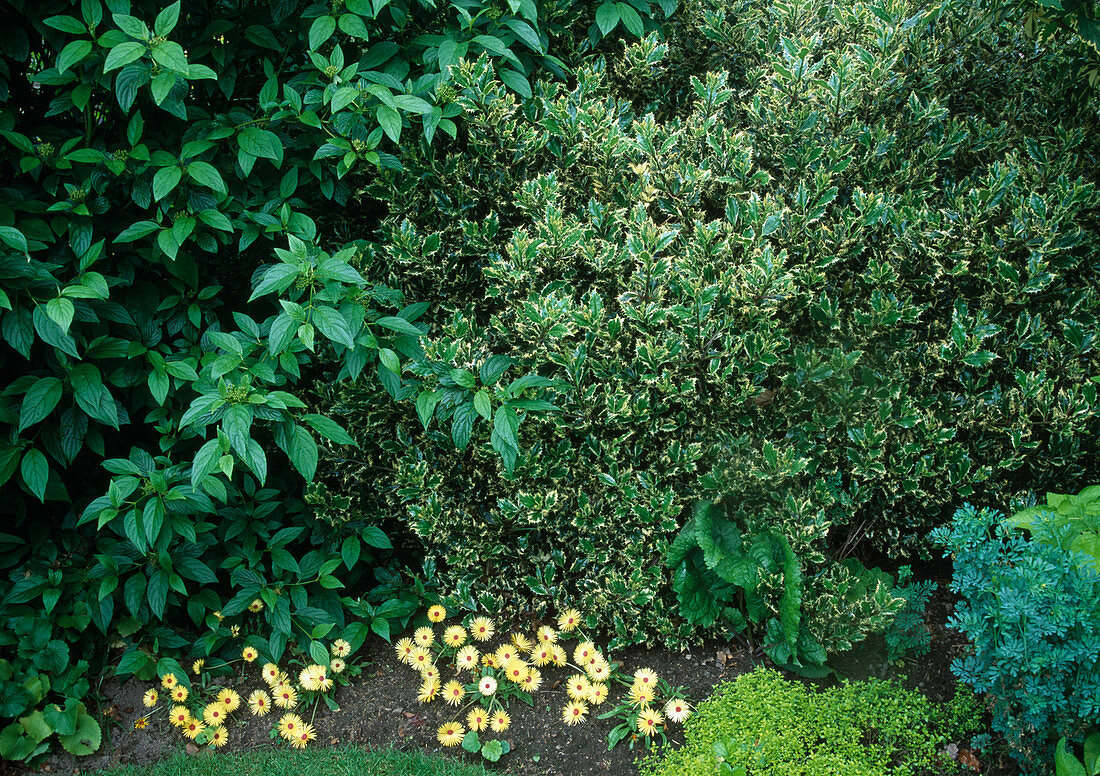 Ilex aquifolium 'Argenteo-Marginata' (White holly), Cornus (Dogwood), Dorotheanthus (Midday flowers)