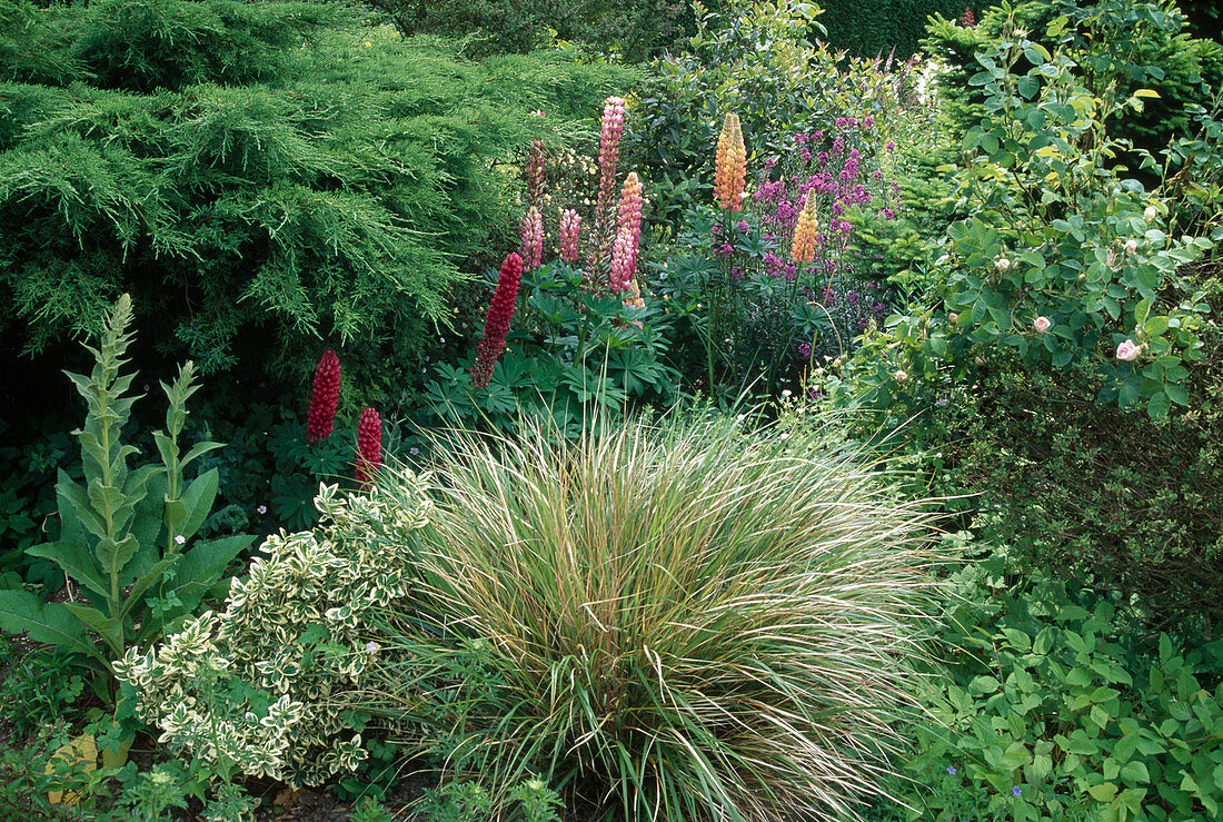 Naturgarten mit Lupinus (Lupinen), Juniperus (Wacholder), Digitalis (Fingerhut), Euonymus (Kriechspindel), Rosa (Rose) und Gras