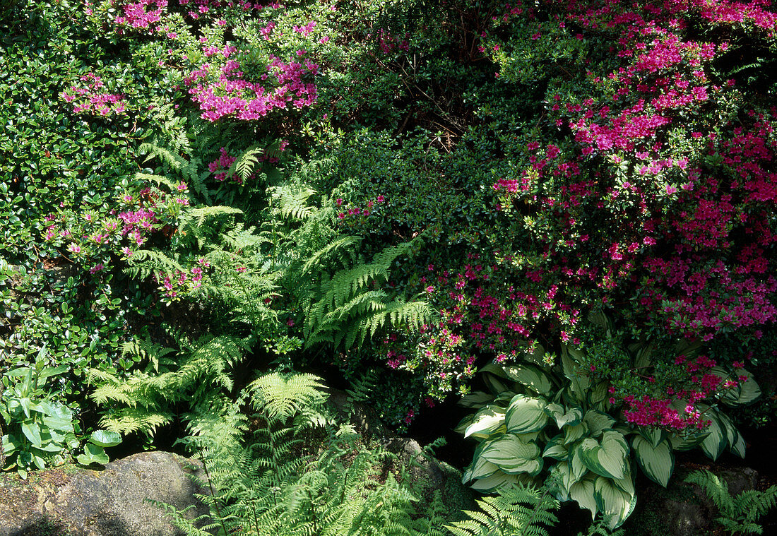 Hosta and ferns under Azalea japonica