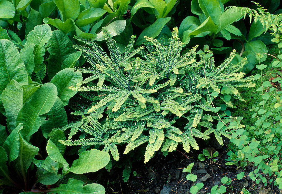 Adiantum pedatum (peacock fern)