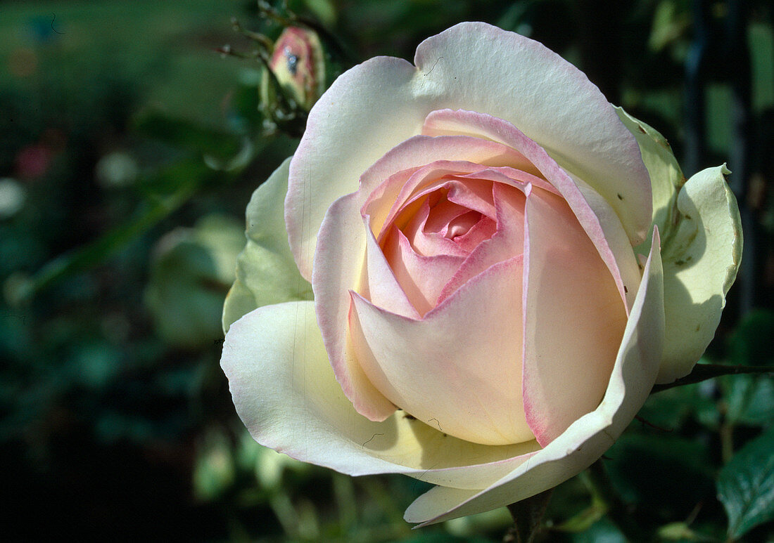 Rosa 'Eden-Rose 85', syn. 'Pierre de Ronsard' (Strauchrose), öfterblühend, leichter Duft, für Topf geeignet