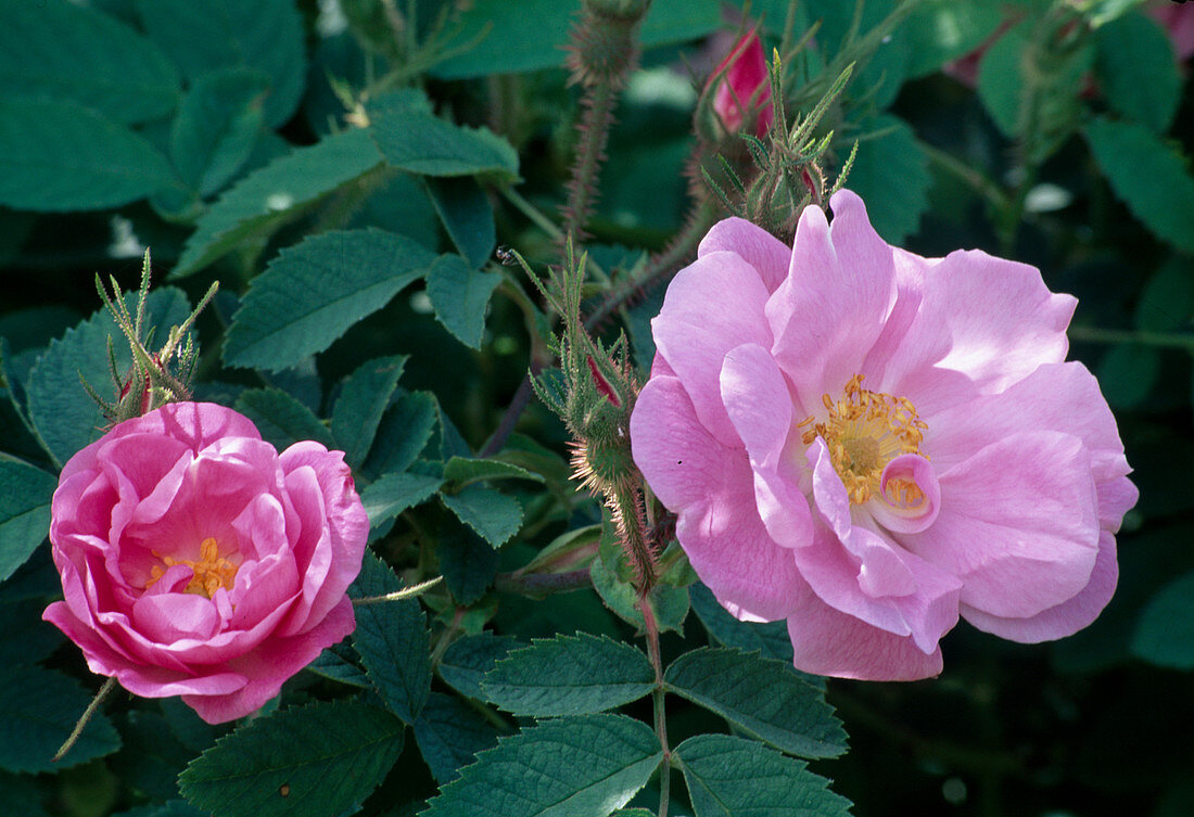 Rosa (Moosrose) halbgefüllt