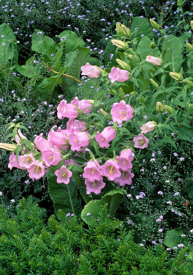 Campanula medium (Lady's bell flower)