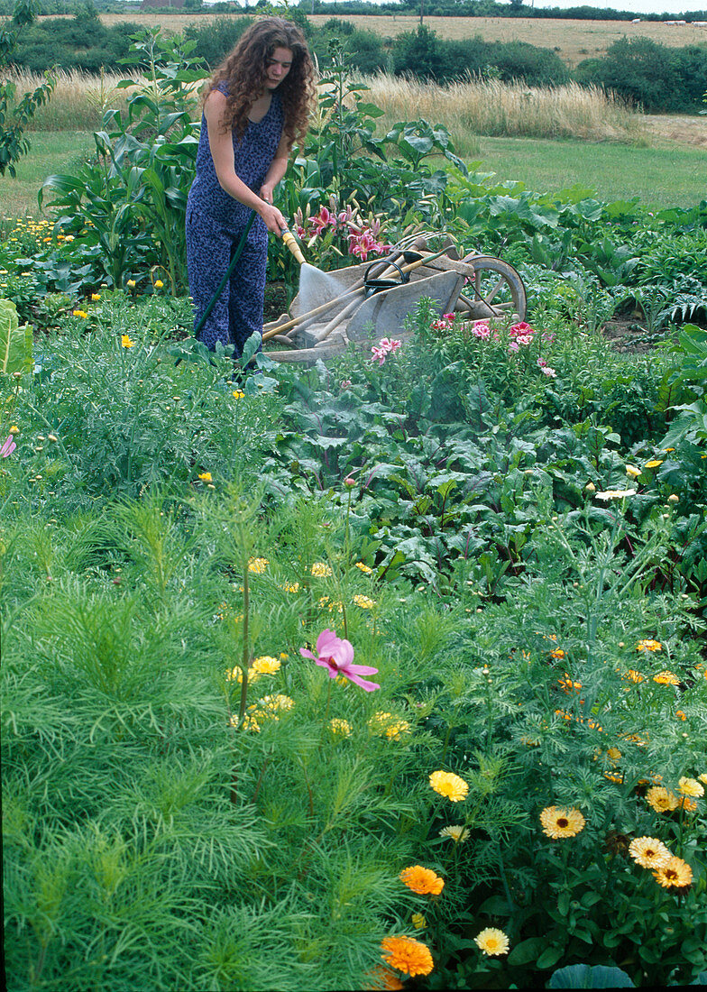 Woman watering beetroot (Beta vulgaris) in the cottage garden