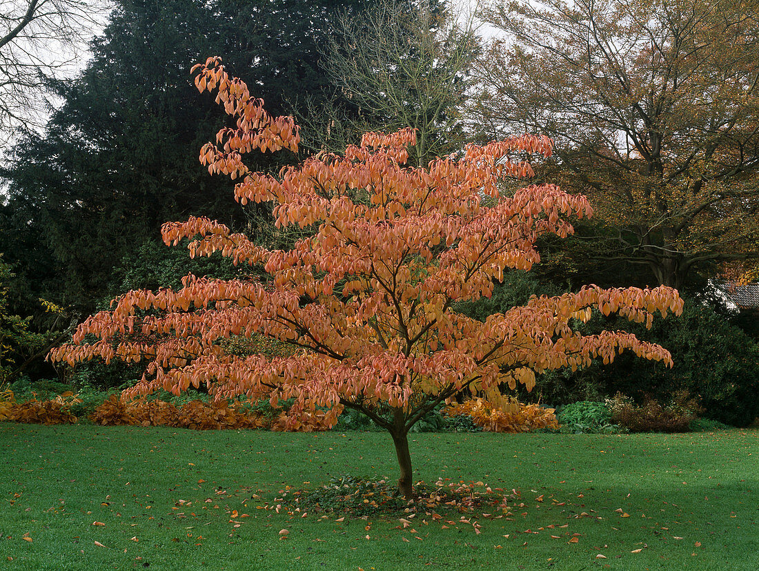 Cornus controversa 'Pagoda'