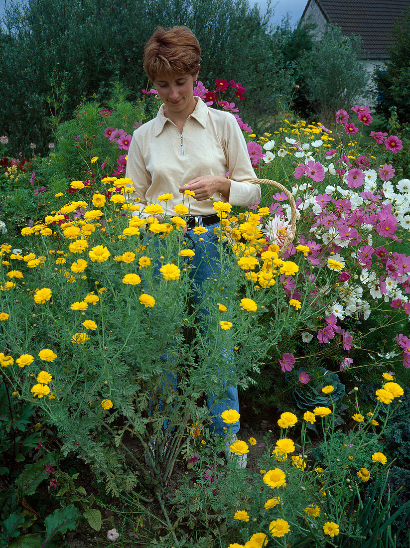 Woman picking flowers: Anthemis (dyer's chamomile) and Cosmos (jewel basket)