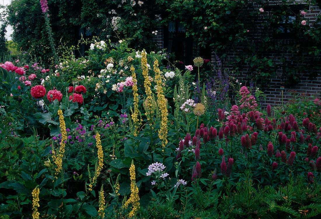 Verbascum chaixii (mullein), Papaver somniferum (opium poppy), Trifolium incarnatum (incarnate clover), Geranium (cranesbill) and Rosa (roses)