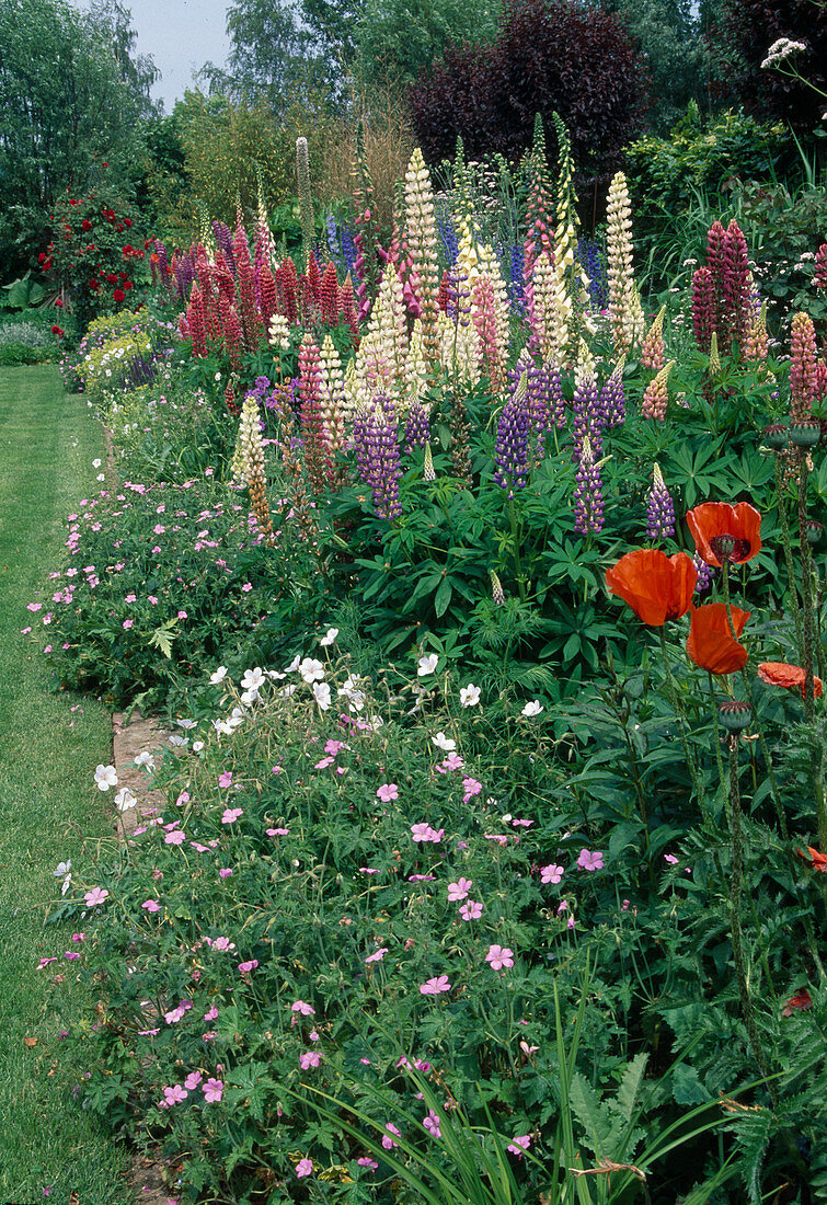 Lush border with Lupinus polyphyllus (lupines), Geranium (cranesbill), Papaver orientale (poppy) and Digitalis (foxglove)