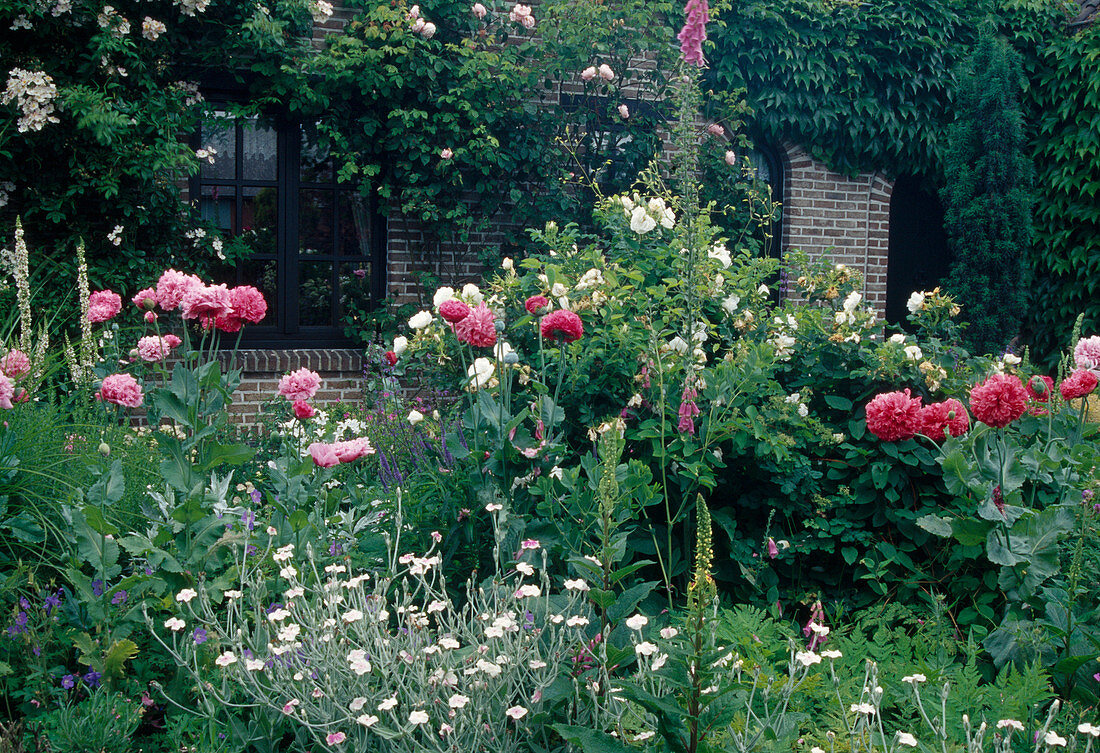 Bed with double Papaver somniferum (opium poppy), Lychnis coronaria 'Alba' (coneflower), Rosa (roses), Verbascum (mullein) and Digitalis (foxglove)