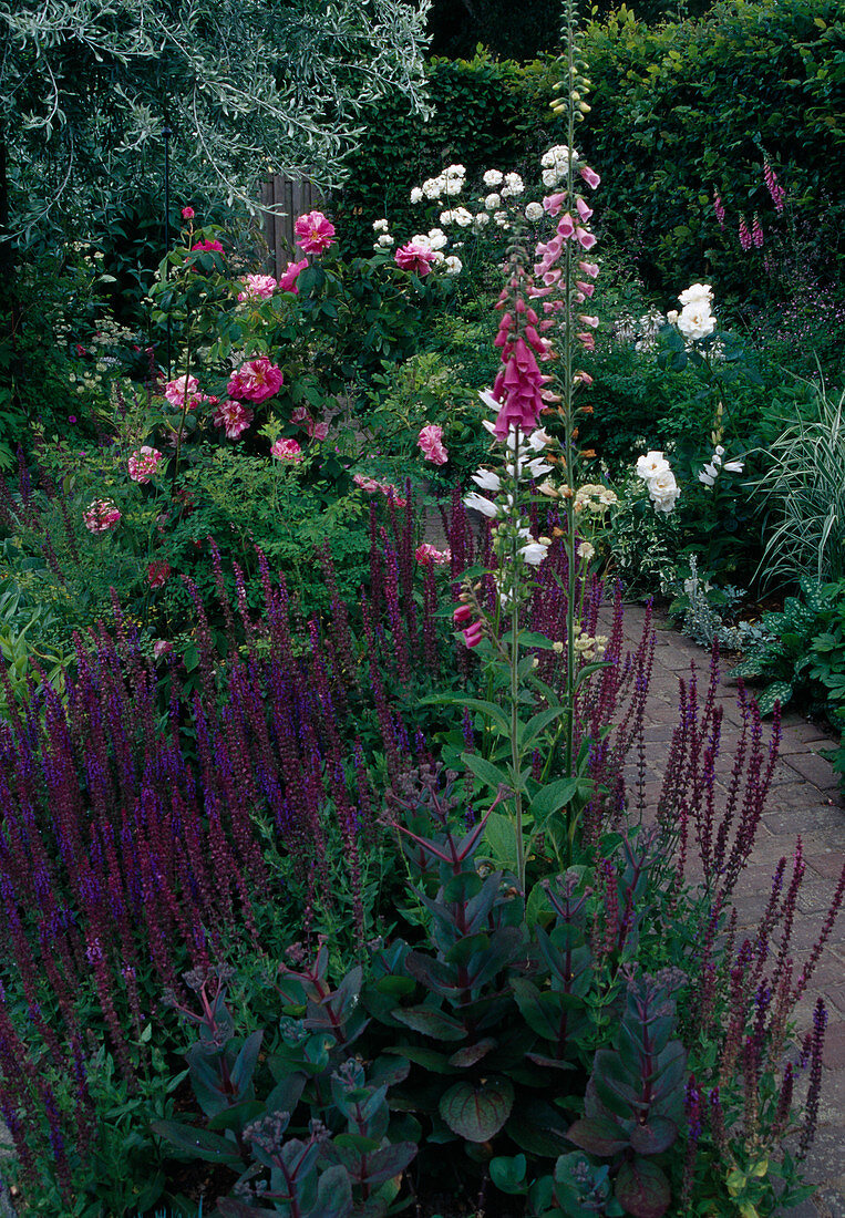 Beds with Salvia nemorosa (steppe sage, ornamental sage), Digitalis (foxglove) and Rosa (roses)