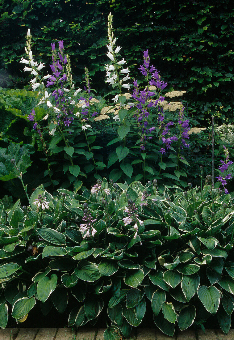 Campanula latifolia var. macrantha (Wald-Glockenblume) und Rosa