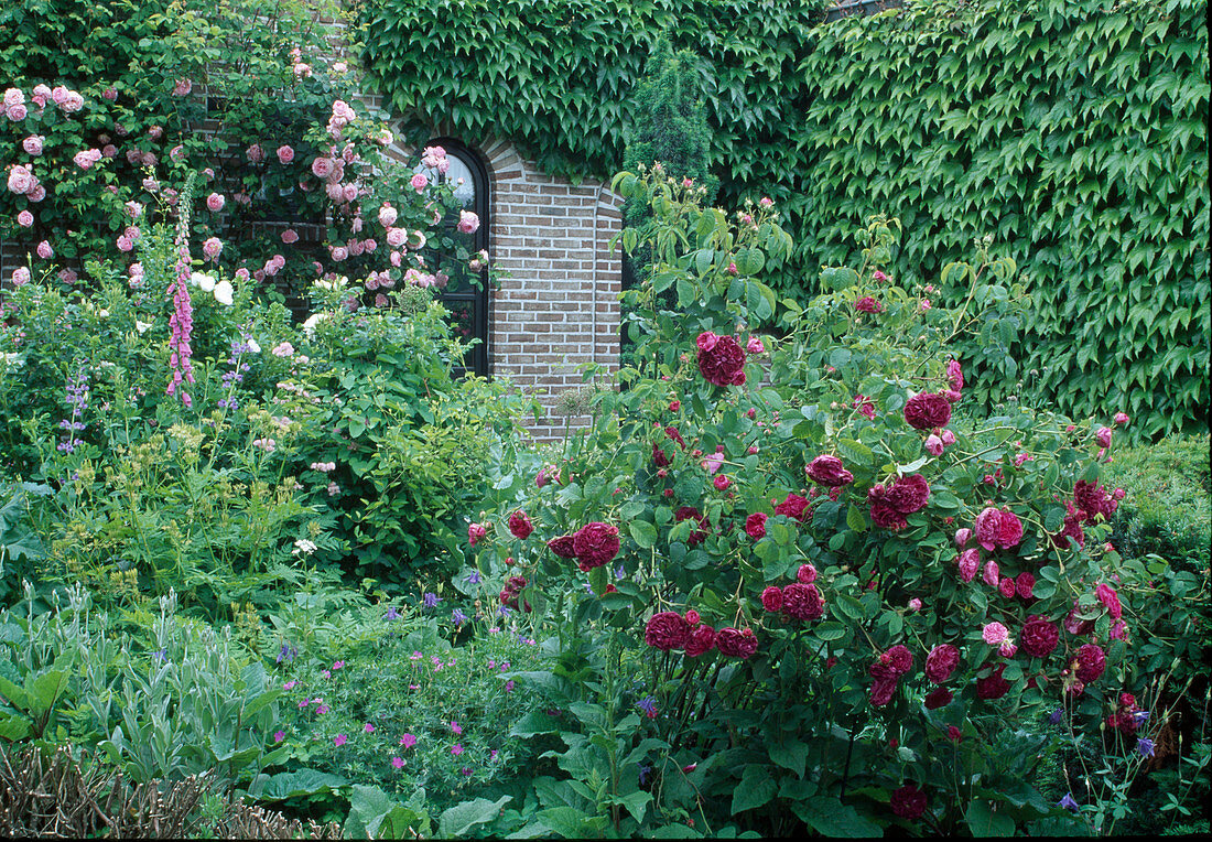 Various roses, wild vines and flowering perennials in garden