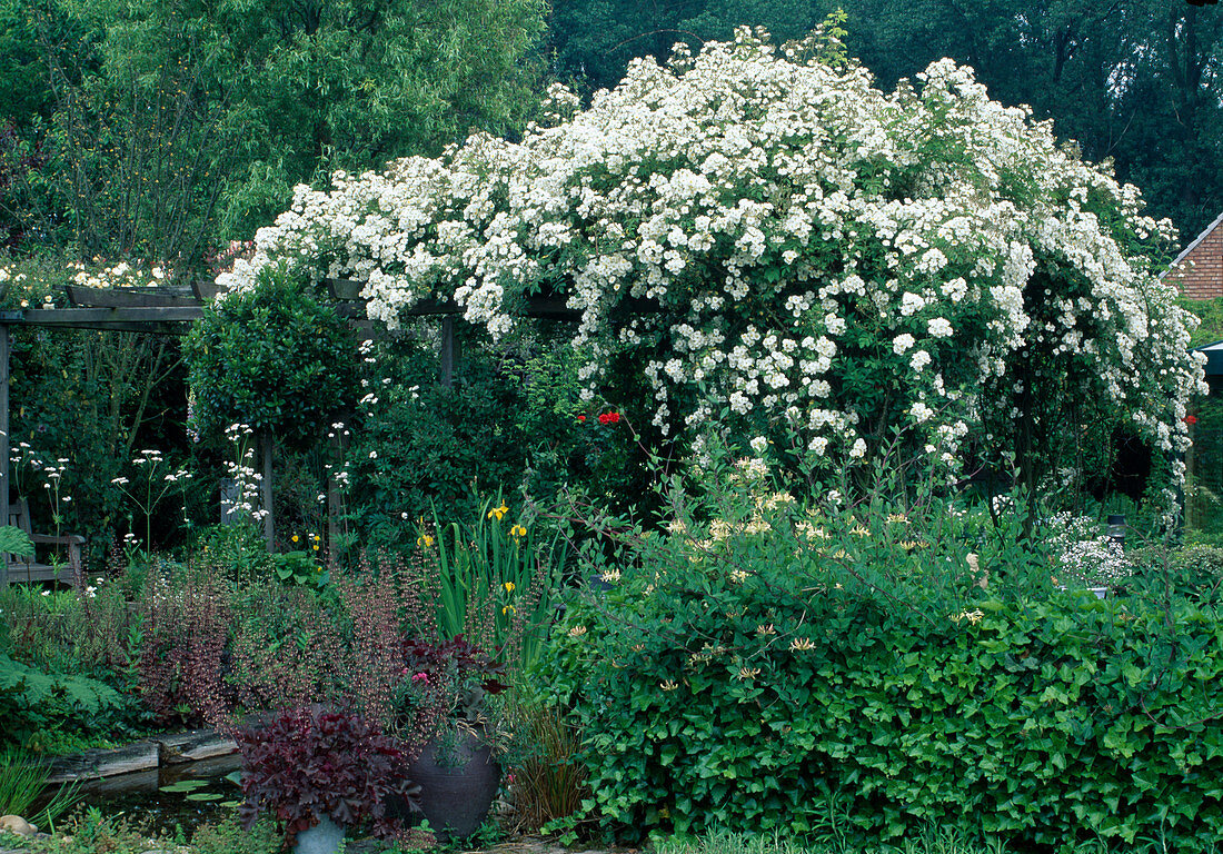 Rosa multiflora 'Seagull' (climbing rose, rambler rose), single flowering with strong fragrance, grows on pergola