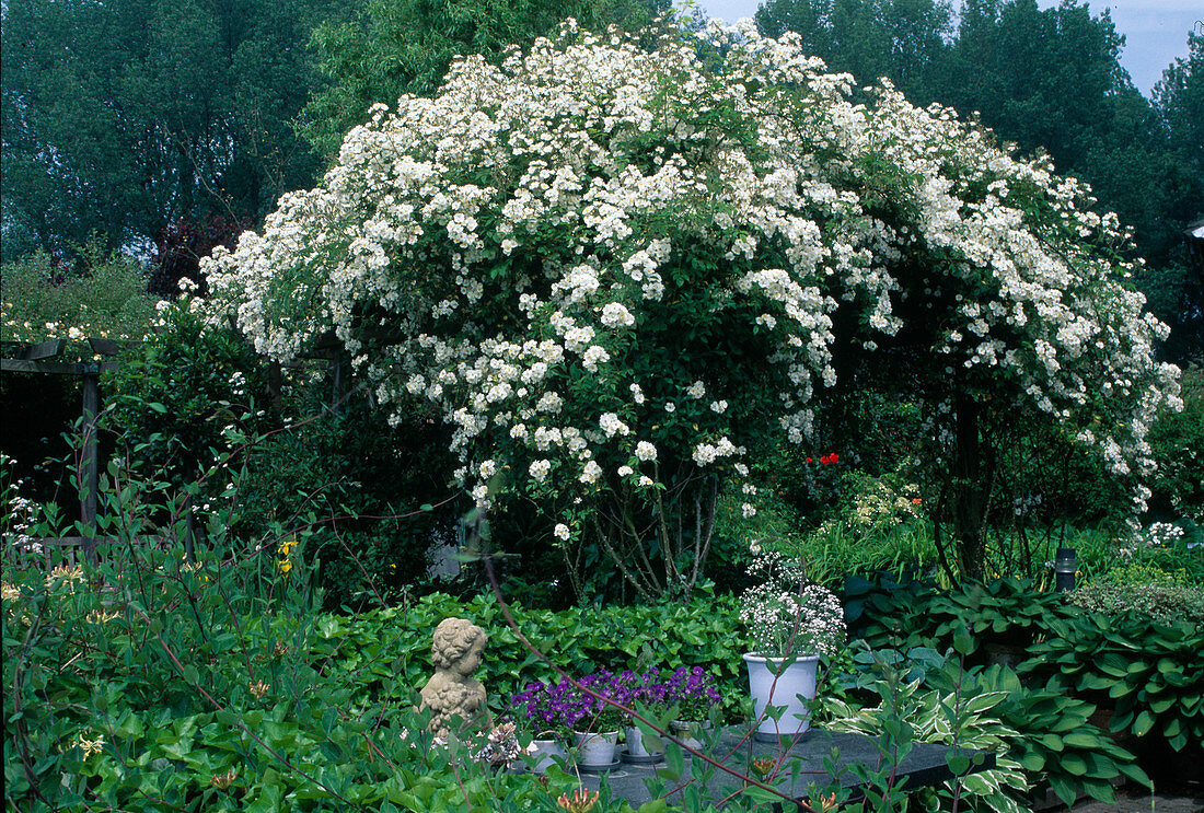 Rosa 'Seagull' (Ramblerrose, Kletterrose), Multiflora-Hybr., einmalblühend mit starkem Duft