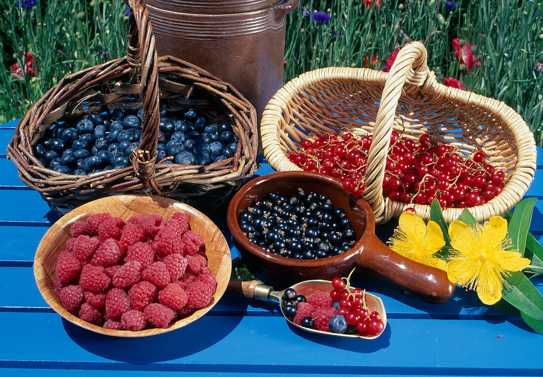 Frisch gepflückte Heidelbeeren, Blaubeeren (Vaccinium), Himbeeren (Rubus idaeus) und Johannisbeeren (Ribes)