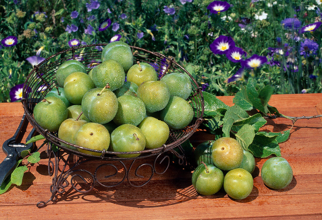 Frisch gepflückte Reineclaude, Reneclode (Prunus domestica var. claudiana)