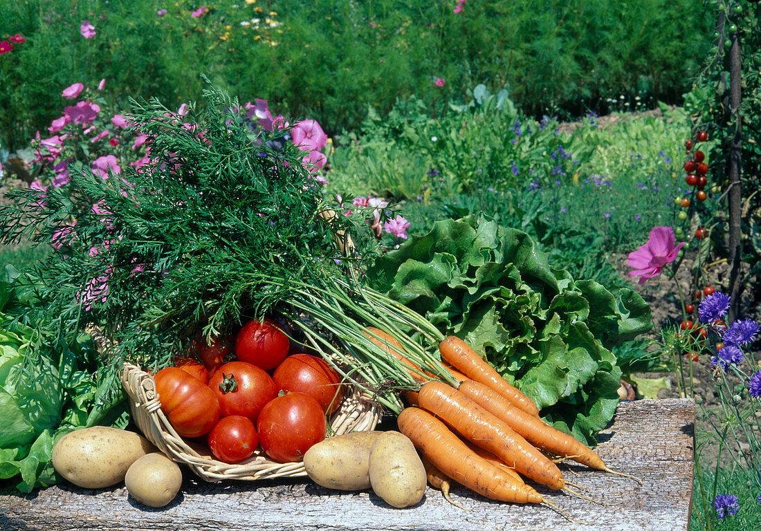 Frisch geerntete Tomaten (Lycopersicon), Möhren, Karotten (Daucus carota), Kartoffeln (Solanum tuberosum) und Salat (Lactuca)