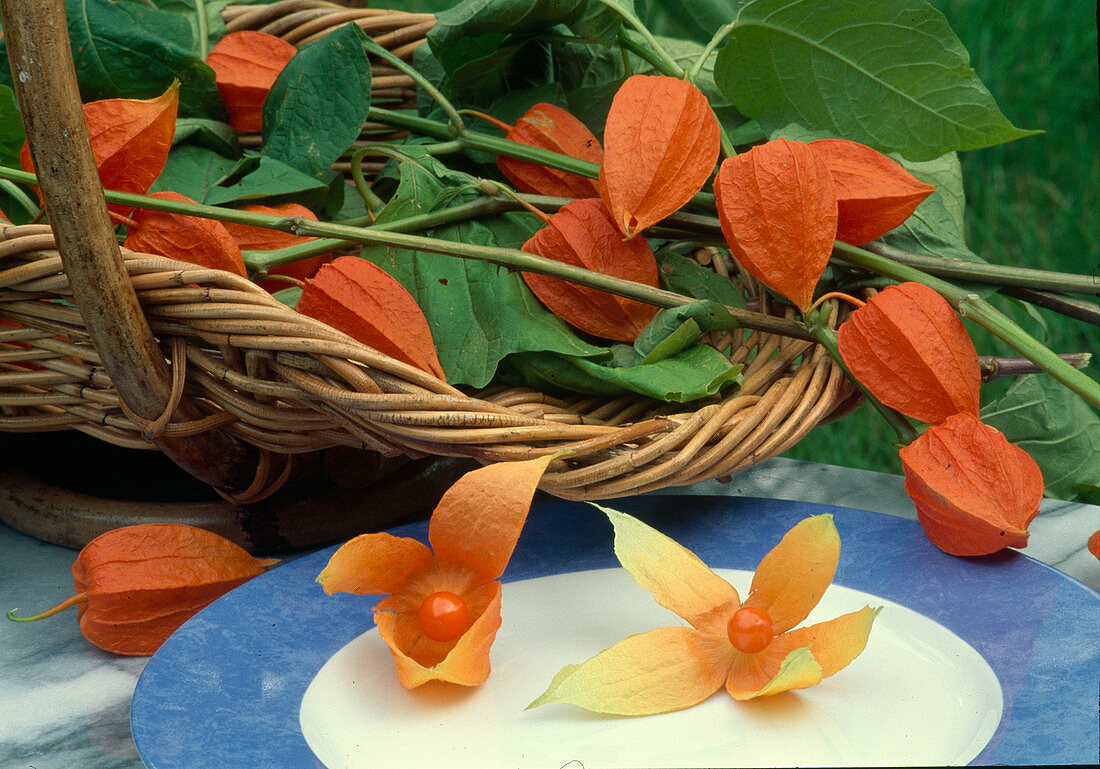 Physalis alkekengi (Lampion flower), berries in orange lampions