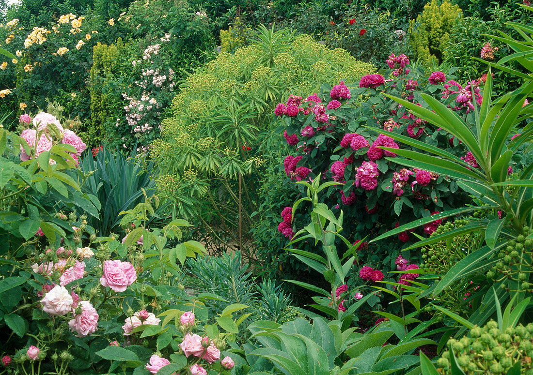 Verschiedene Rosen und Euphorbia im Garten