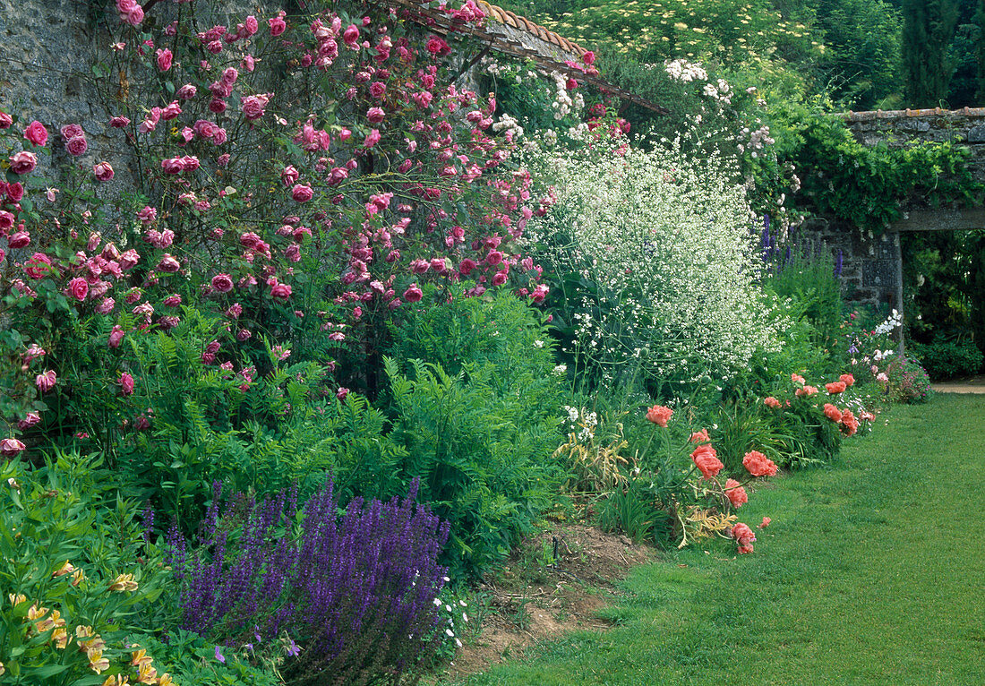 Staudenbeet mit Rosa (Kletterrose) an der Mauer, Salvia nemorosa (Steppensalbei, Ziersalbei), Crambe cordifolia (Riesen-Schleierkraut) und Papaver orientalis (Orientalischer Mohn)