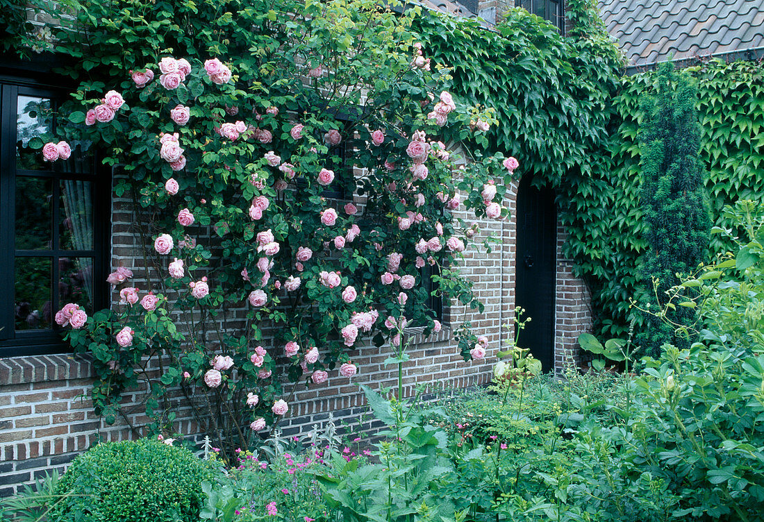Rosa 'Constance Spry' Englische Rose, Kletterrose, einmalblühend, guter Duft