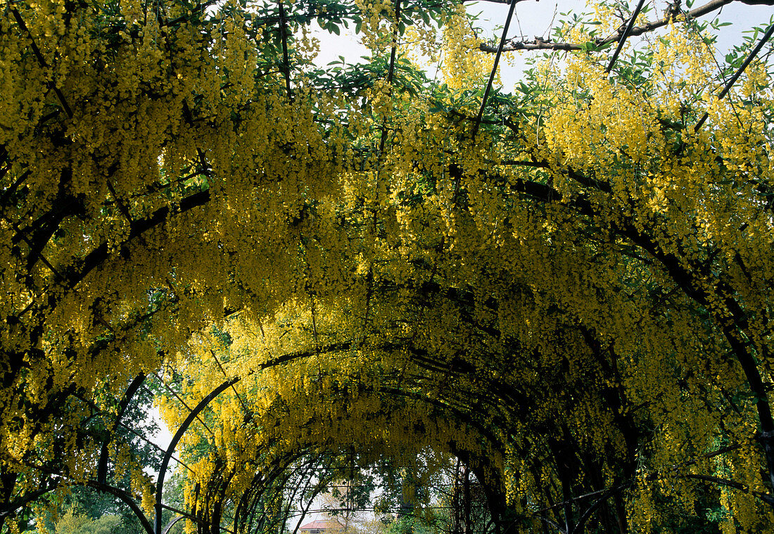 Laburnum (Goldregen)