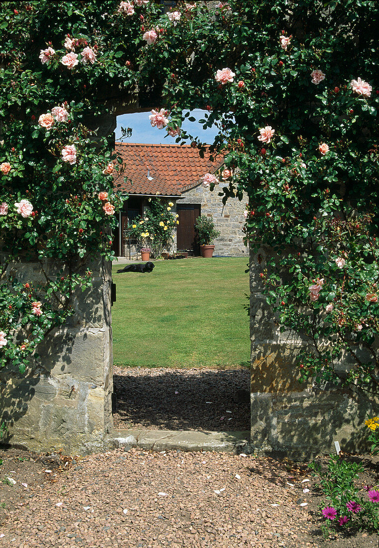 Rosa 'Paul Transon' (climbing rose), remontant with good fragrance, growing on wall, view of country house, dog lying on lawn
