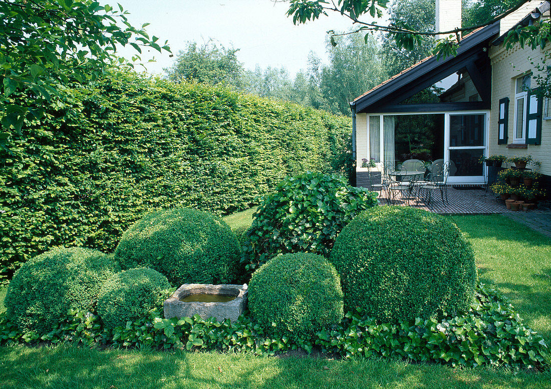 Buxus (Buchs) Kugeln, Hedera (Efeu), steinerne Vogeltränke, Hecke, Terrasse mit Sitzgruppe