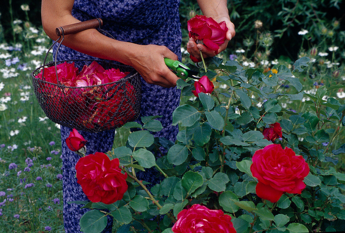 Verblühte Blüten von Rosa (Rosen) mit der Schere abschneiden