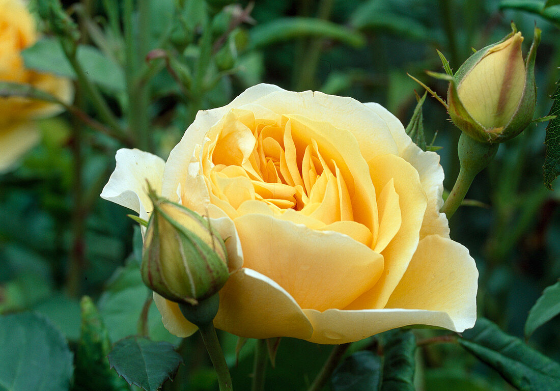 Rosa 'Graham Thomas' English rose, shrub rose, repeat flowering with strong fragrance
