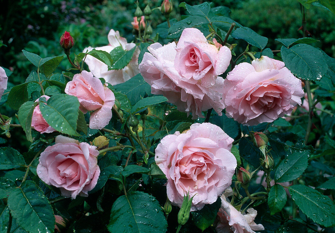 Rosa 'Fritz Nobis, Rosa pimpinellifolia, Strauchrose, einmalblühend, gut nach Apfel duftend