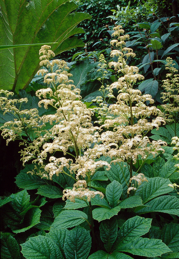 Rodgersia aesculifolia (Chestnut-leaved leaf)