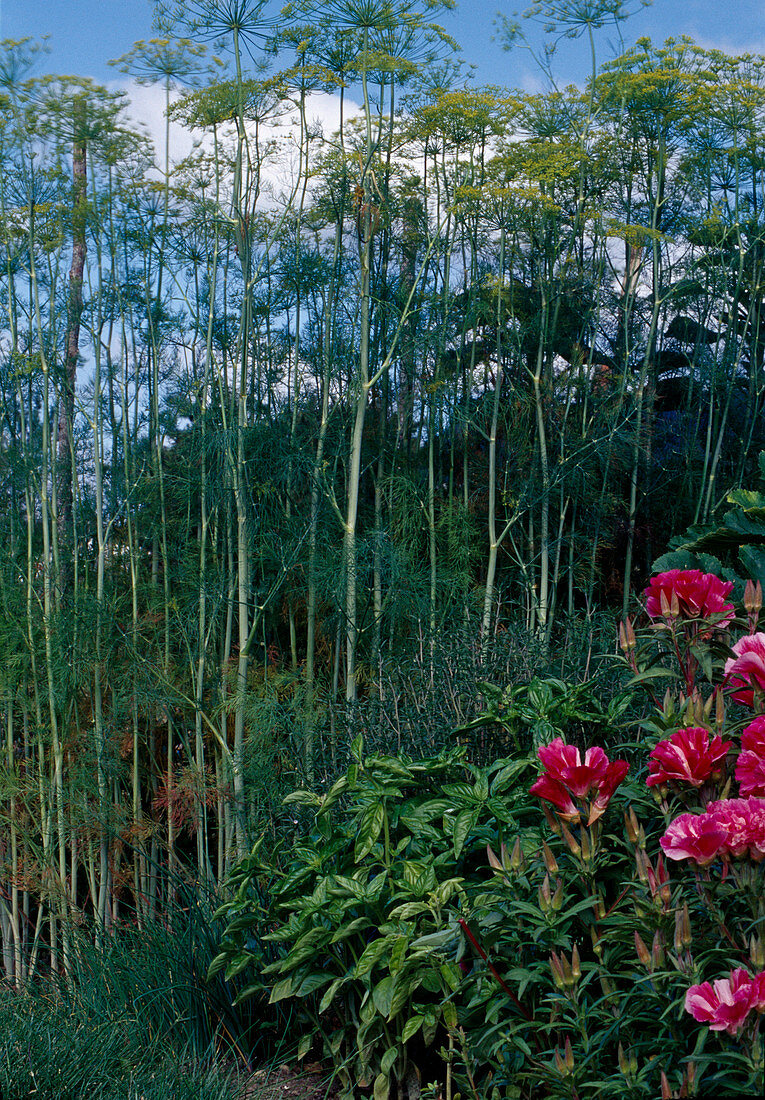 Herb bed with Foeniculum (fennel), Ocimum (basil) and Godetia (atlas flower, summer azalea)