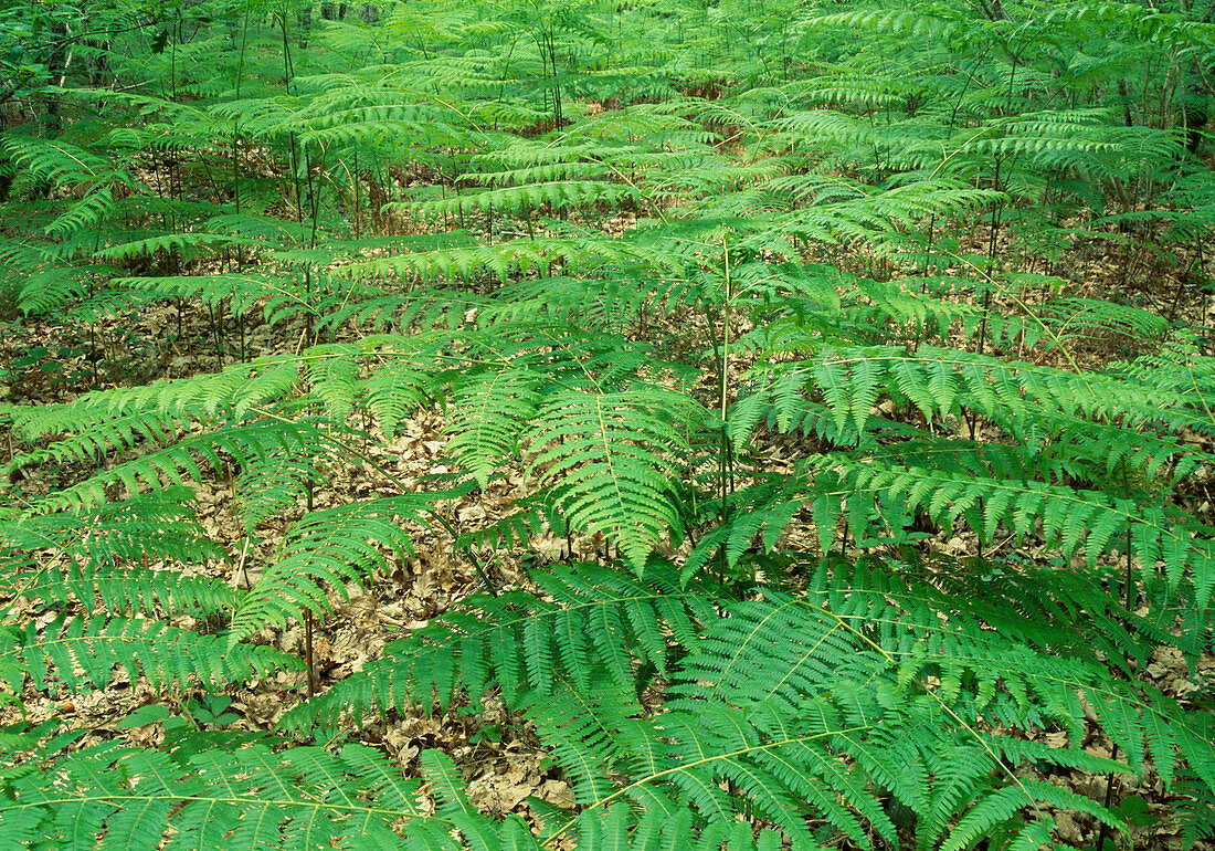 Pteridium aquilinum (bracken)