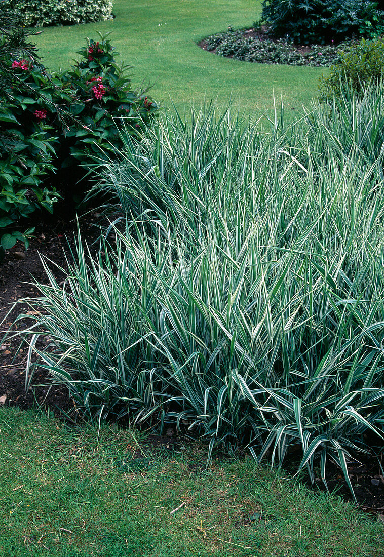Phalaris arundinacea (Reed-grass)