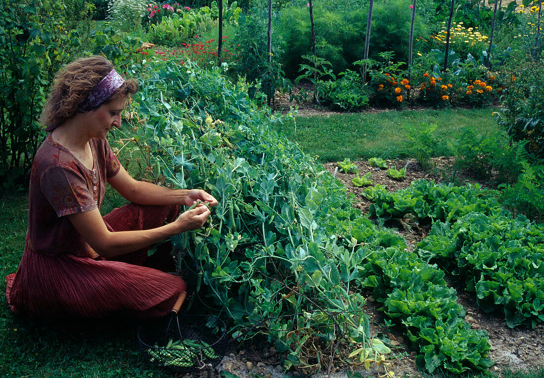 Woman picking peas (Pisum sativum), next to bed with endive (Cichorium endivia)