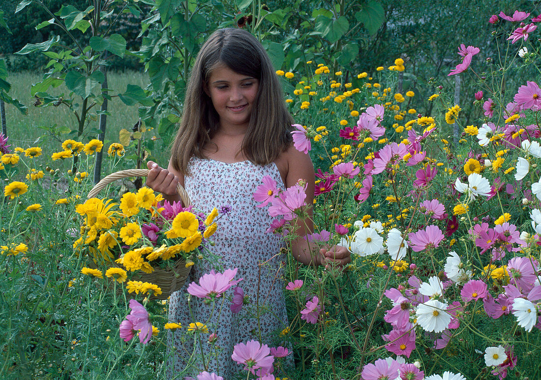 Mädchen pflückt Sommerblumen: Cosmos (Schmuckkörbchen), Anthemis (Färberkamille)