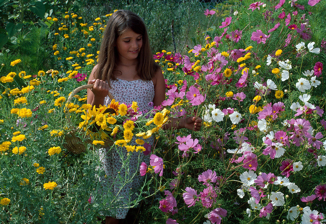Mädchen pflückt Sommerblumen : Cosmos (Schmuckkörbchen), Anthemis (Färberkamille)