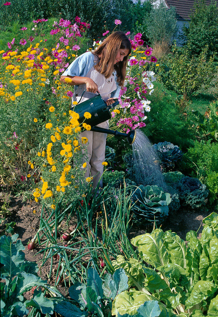 Girl watering cabbage (Brassica), Anthemis tinctoria (Dyer's chamomile), Cosmos (Jewel basket)