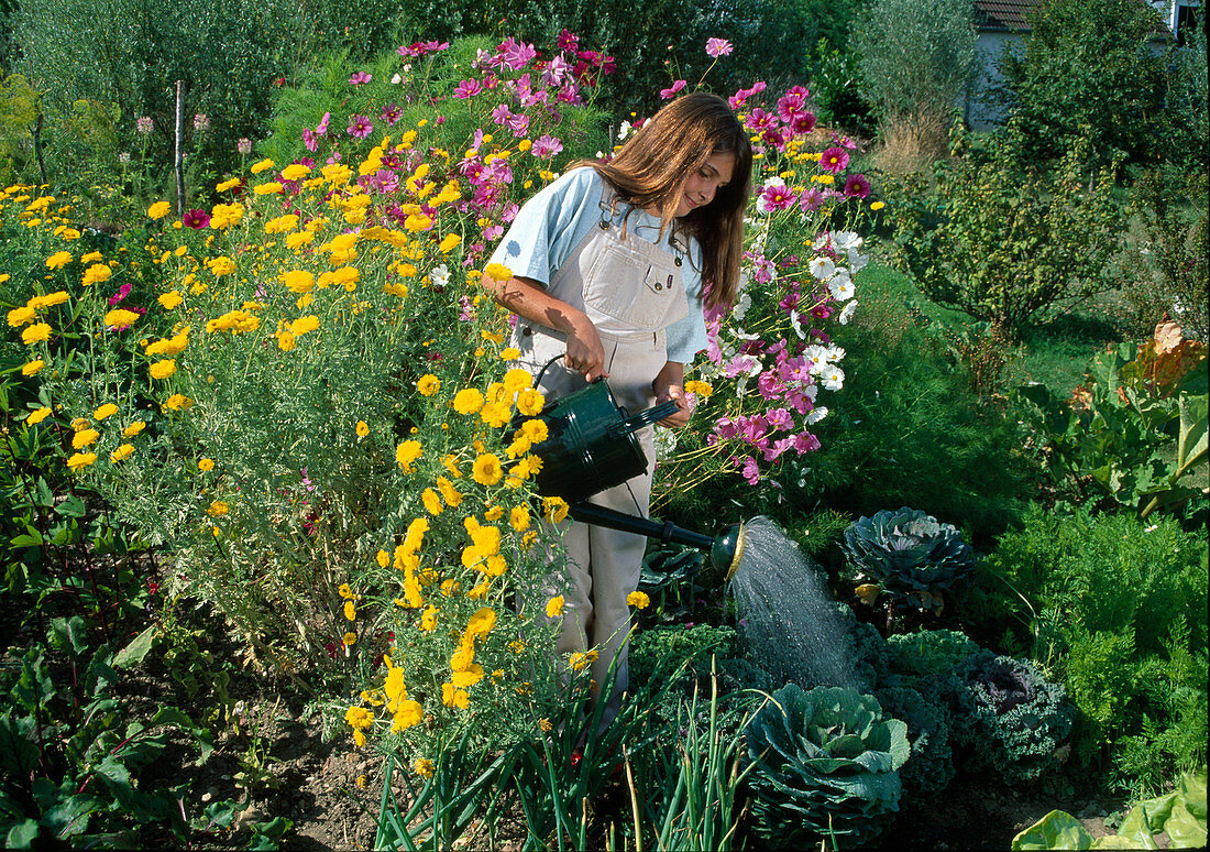 Girl watering cabbage (brassica), Anthemis tinctoria (dyer's chamomile), Cosmos (jewel basket)