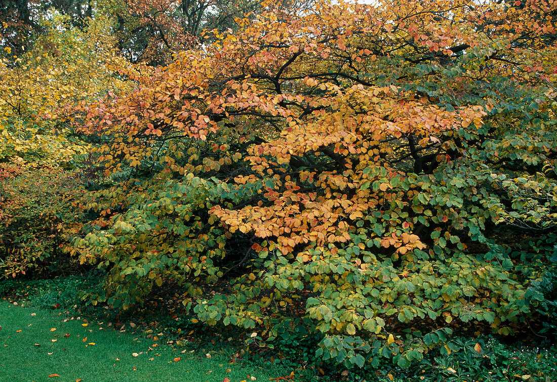 Hamamelis x intermedia (Zaubernuss) in Herbstfarben